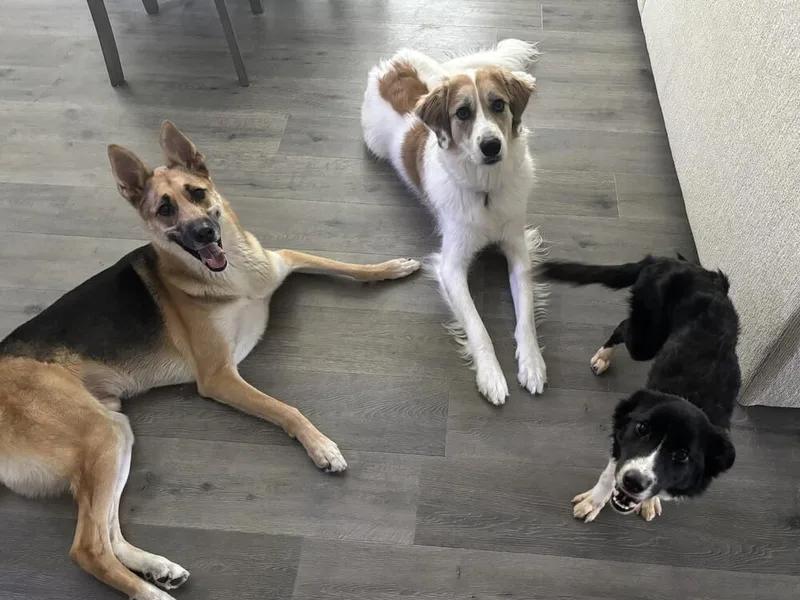 An adult medium-sized female Tricolor (Brown, Black, & White) Border Collie dog named Dolly for adoption in Dallas, TX