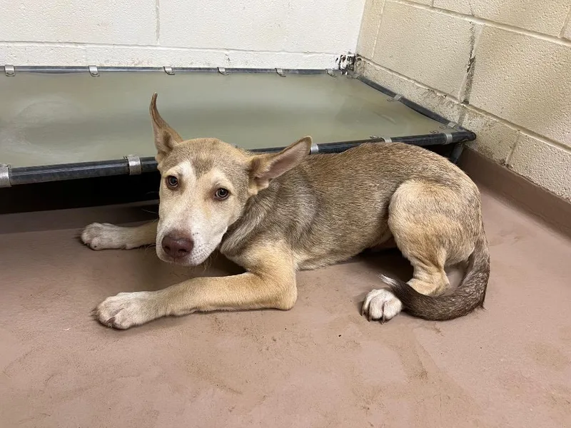 A baby large-sized male Husky dog named Pluto for adoption in Nacogdoches, TX