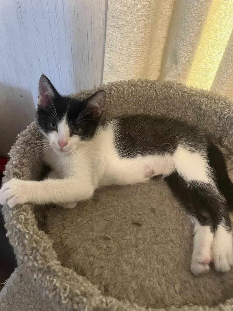 A baby medium-sized male Domestic Short Hair cat named Fujifilm for adoption in Wintersville, OH