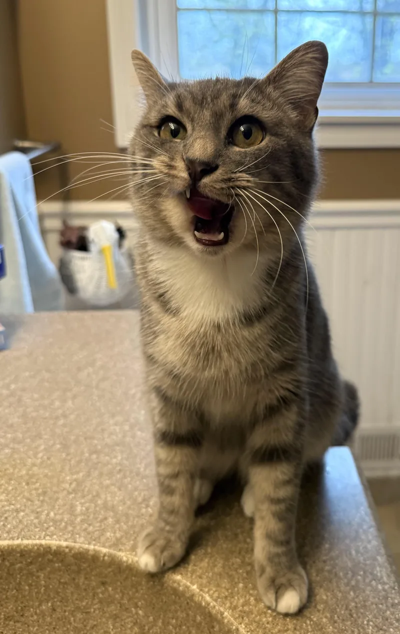 A young medium-sized female Domestic Short Hair cat named Flora for adoption in Troy, MI