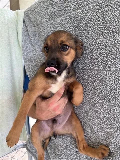 A baby medium-sized male German Shepherd Dog dog named Helium for adoption in Cookeville, TN