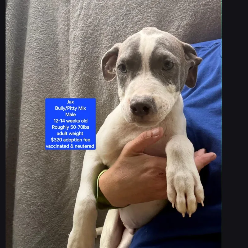 A baby large-sized male American Bully dog named Jax for adoption in Oviedo, FL