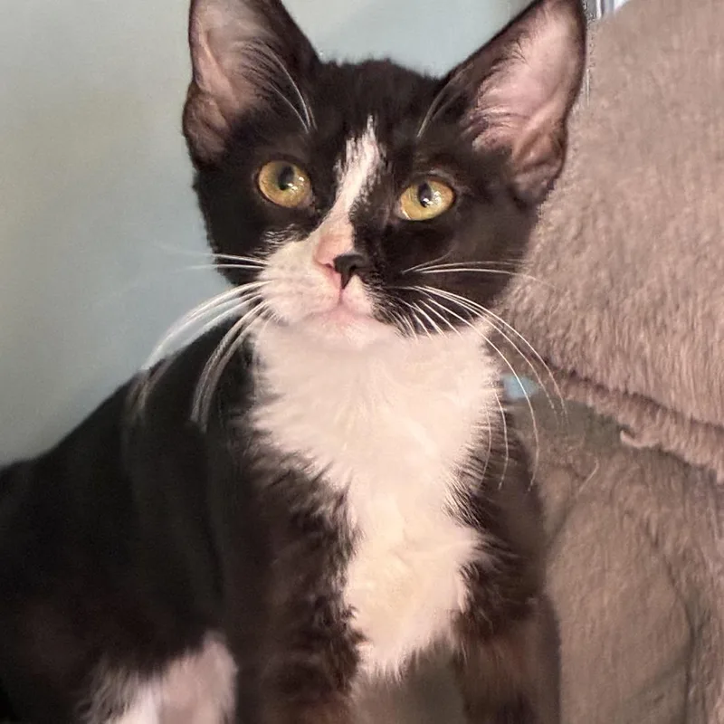 A baby small-sized female Brown / Chocolate Domestic Short Hair cat named Malala for adoption in South Elgin, IL