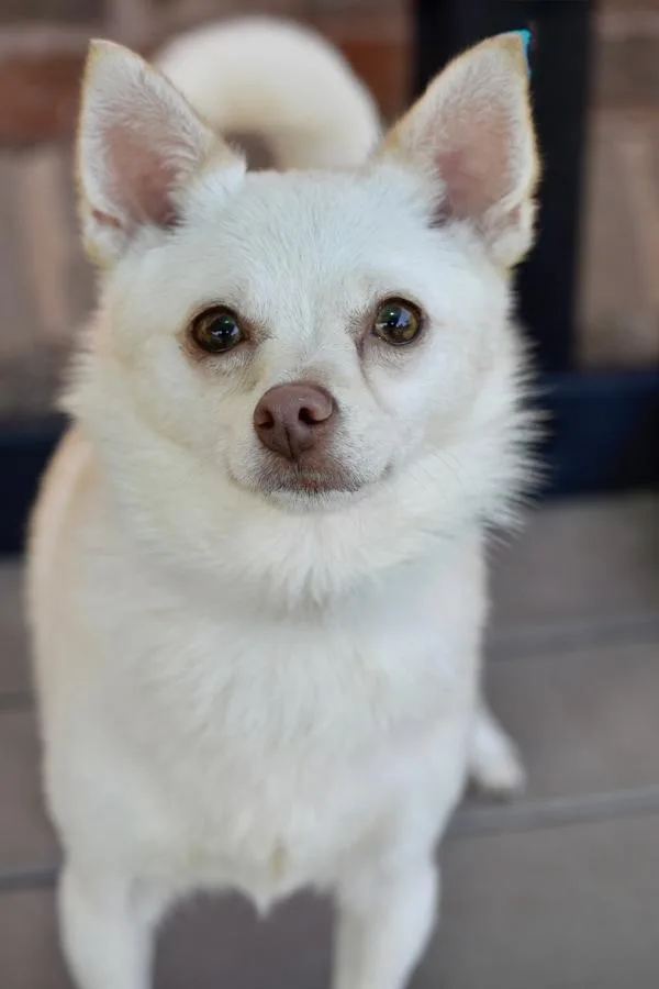 An adult small-sized female Chihuahua dog named LuciLun for adoption in Canton, GA
