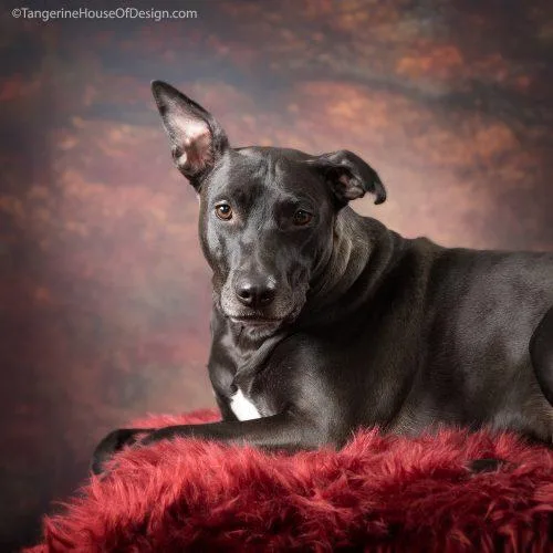 A senior medium-sized female Black Mixed Breed dog named Jill for adoption in Minneapolis, MN