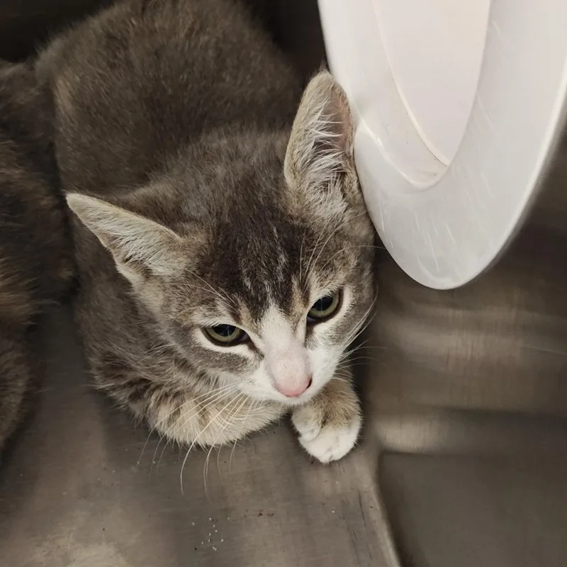 A baby small-sized female Gray / Blue / Silver Domestic Short Hair cat named Fable for adoption in Upland, CA