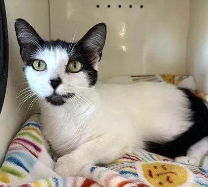 A young medium-sized female White Domestic Short Hair cat named Tink Tink for adoption in Fernandina Beach, FL