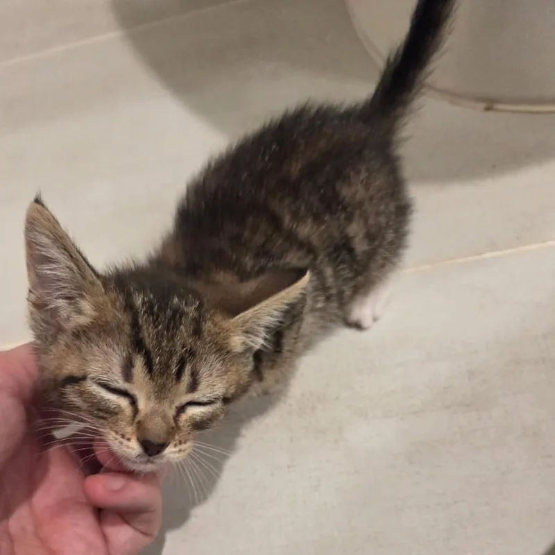 A baby small-sized female Brown / Chocolate Domestic Short Hair cat named Rotini for adoption in Houston, TX
