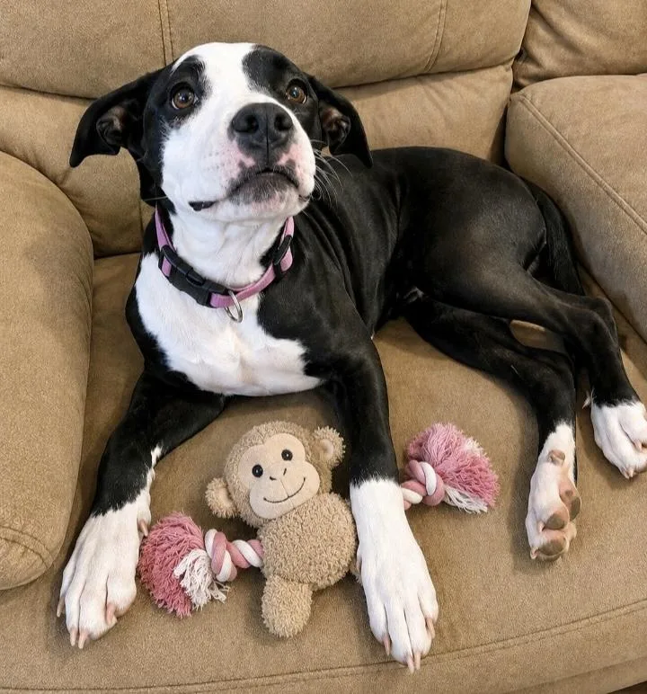 A young medium-sized female Terrier dog named Star for adoption in Manchester, CT