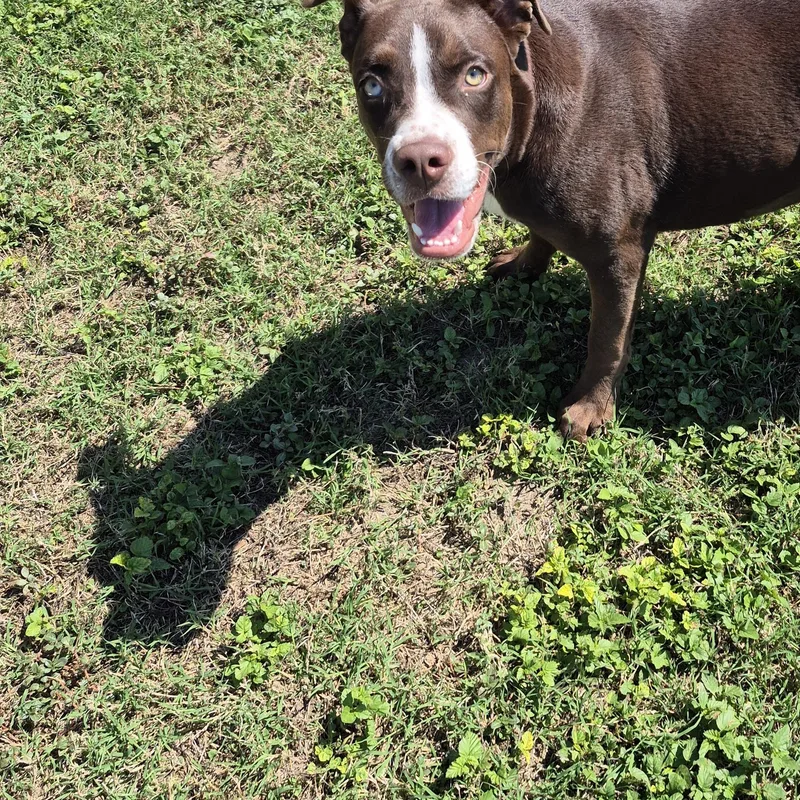 An adult medium-sized female Mixed Breed dog named Marbella for adoption in Schertz, TX