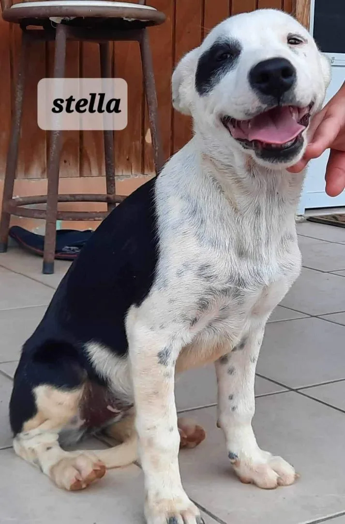 Stella