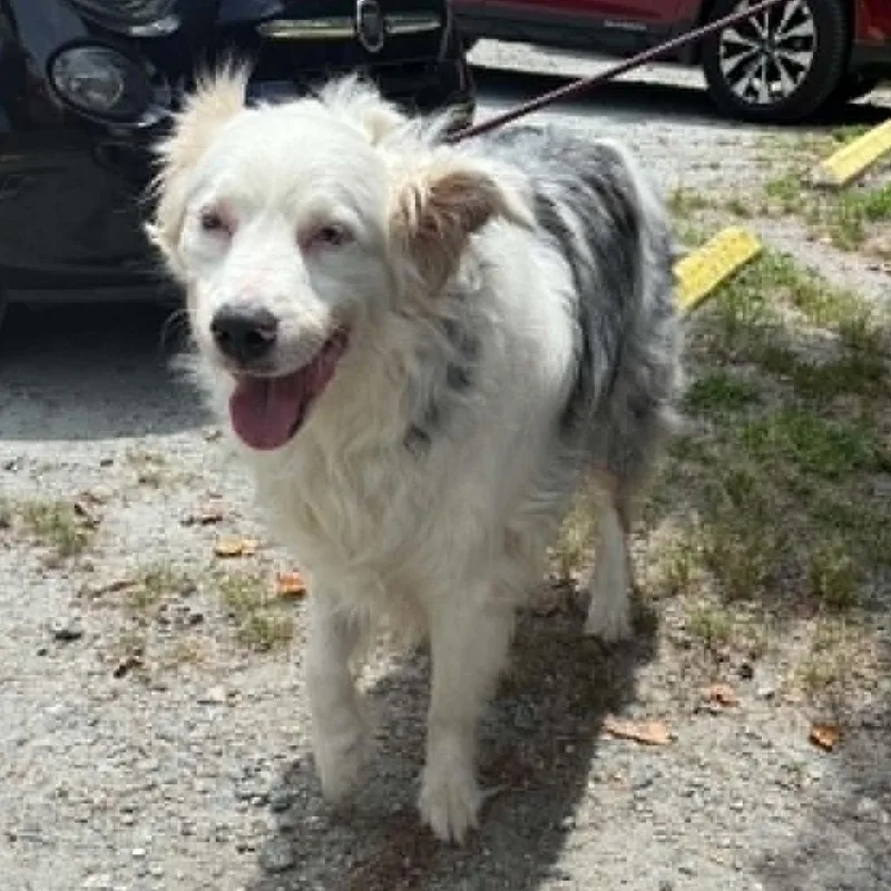 An adult medium-sized male White / Cream Australian Shepherd dog named Henry for adoption in Columbus, NC