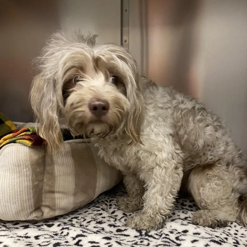 An adult small-sized female White / Cream Maltese dog named Swifter for adoption in Westminster, CA