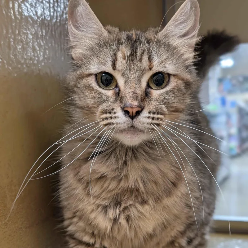 An adult medium-sized female Torbie Domestic Medium Hair cat named Marge for adoption in Pearland, TX