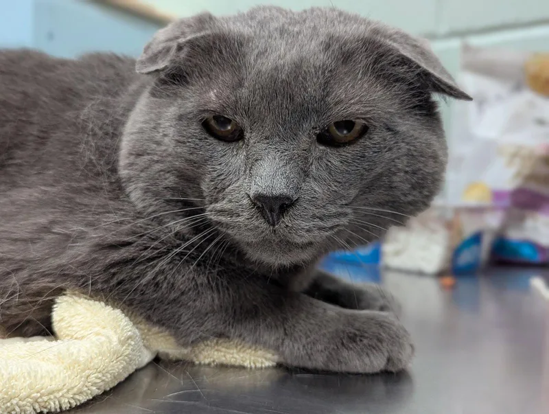 An adult large-sized male Gray / Blue / Silver Domestic Short Hair cat named Gray for adoption in Salem, MA
