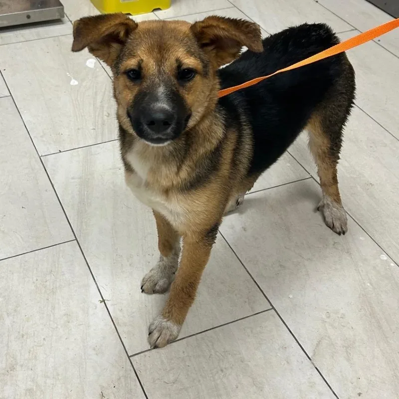 A baby medium-sized female Black Shepherd dog named Wilma for adoption in Lufkin, TX