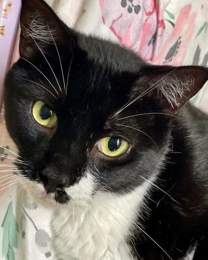A senior medium-sized male Domestic Short Hair cat named Jack for adoption in River Ridge, LA