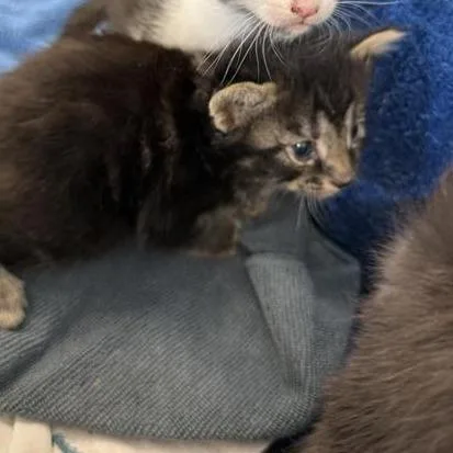 A baby small-sized female Brown / Chocolate Domestic Short Hair cat named Huckleberry for adoption in Long Beach, CA