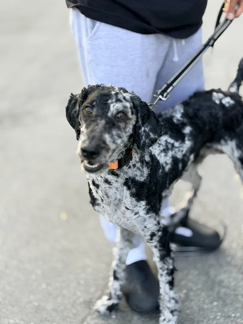 A young medium-sized male Black Aussiedoodle dog named Oz for adoption in Sunset Beach , CA