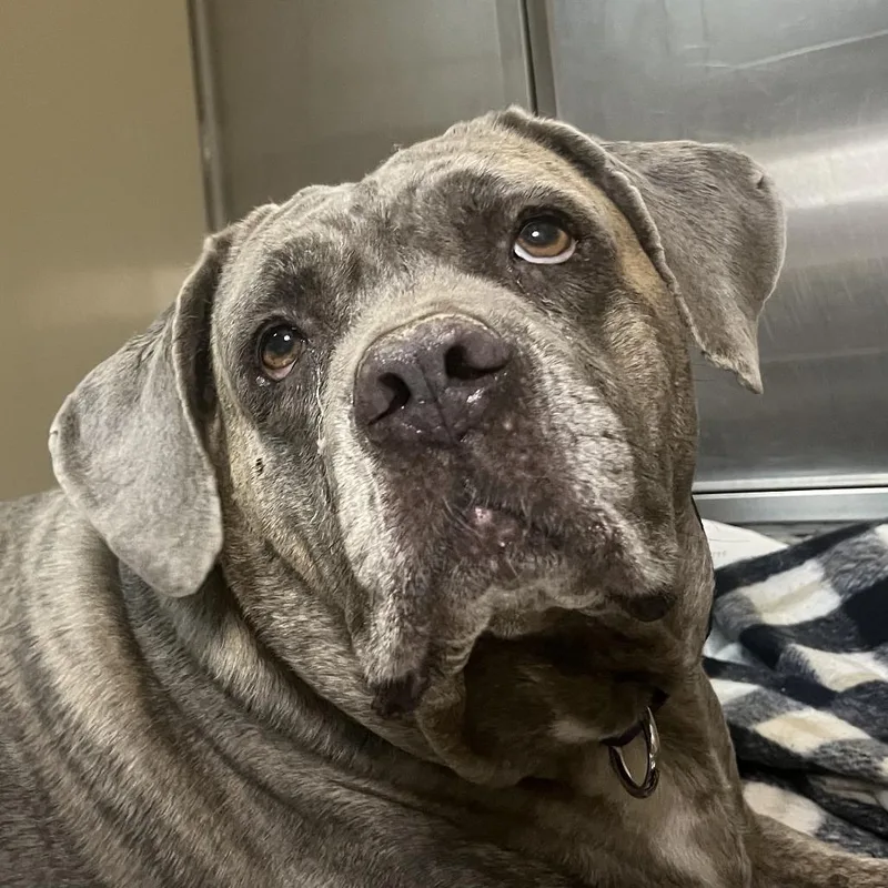 A senior extra large-sized female Yellow / Tan / Blond / Fawn Mixed Breed dog named Pretty Girl for adoption in Palm Springs, CA
