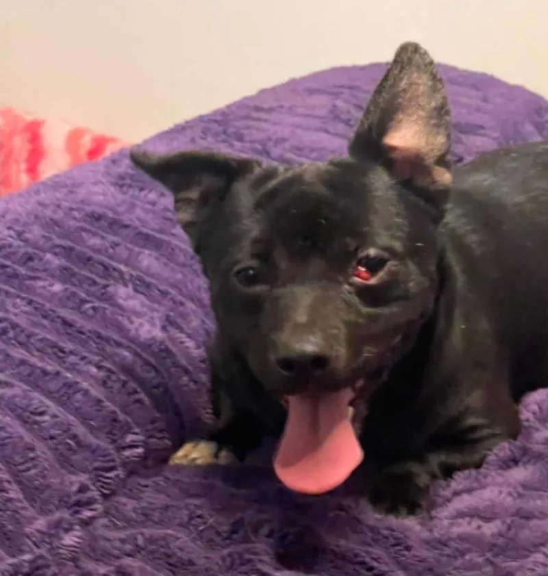 An adult medium-sized male Tricolor (Brown, Black, & White) Chihuahua dog named Sprite for adoption in Sedalia, CO