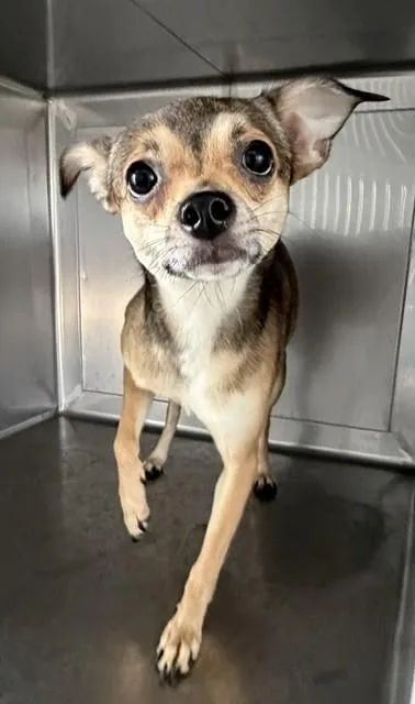 A young medium-sized female Chihuahua dog named Minni for adoption in Baldwin Park, CA