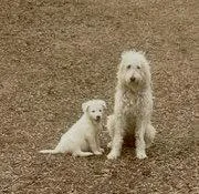 Avacado  Golden Doodle thumbnail 2