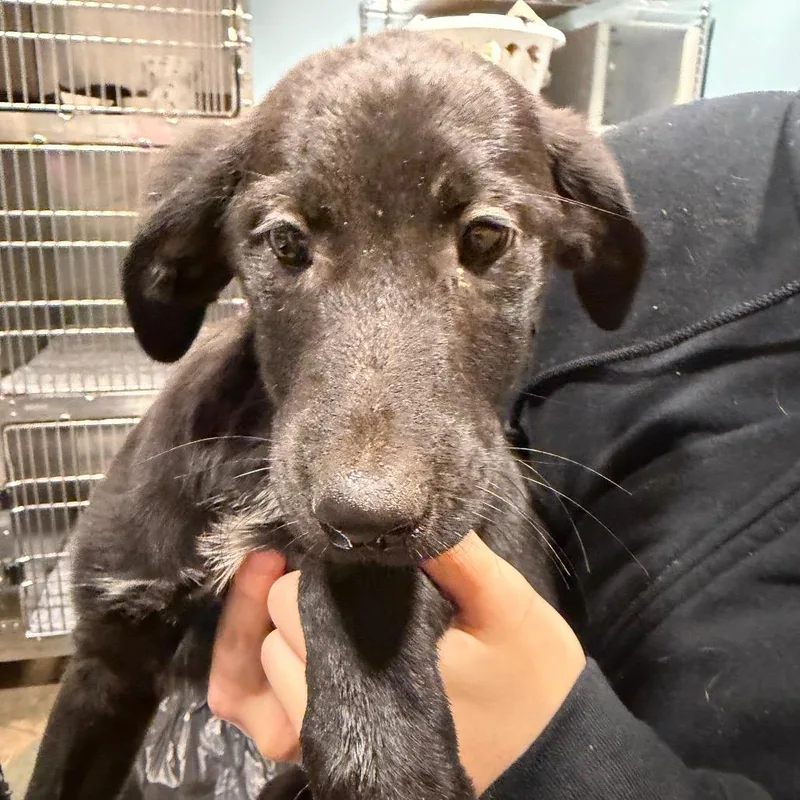 A baby small-sized male Black Mixed Breed dog named Beastboy for adoption in Chattanooga, TN