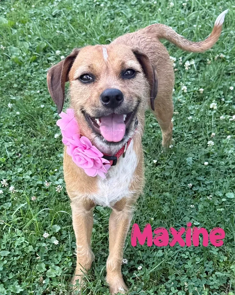 A baby medium-sized female Terrier dog named Maxine for adoption in Washington , PA