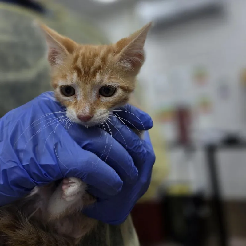 A baby small-sized male Orange / Red Domestic Short Hair cat named Asteroid for adoption in Incline Village, NV