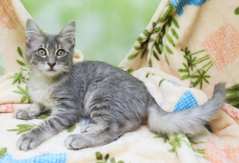 A baby medium-sized female Tabby (Gray / Blue / Silver) Domestic Short Hair cat named Queen Bee for adoption in Tierra Verde, FL
