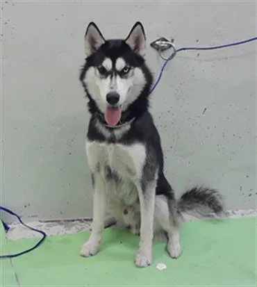 A young large-sized male Siberian Husky dog named Sarge for adoption in Houston, TX