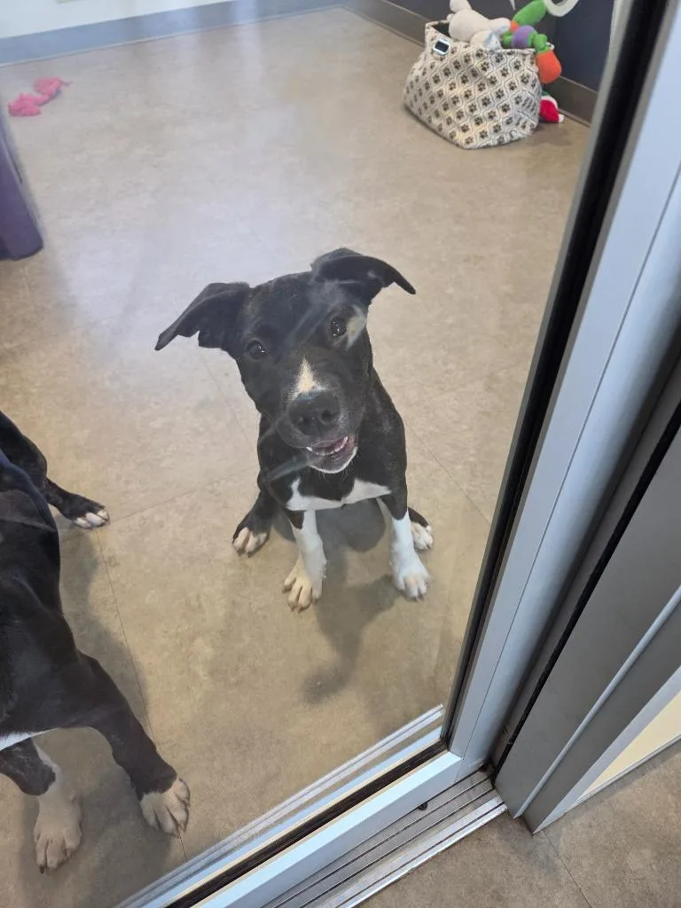 A baby medium-sized female Mixed Breed dog named Fern for adoption in Bossier City, LA
