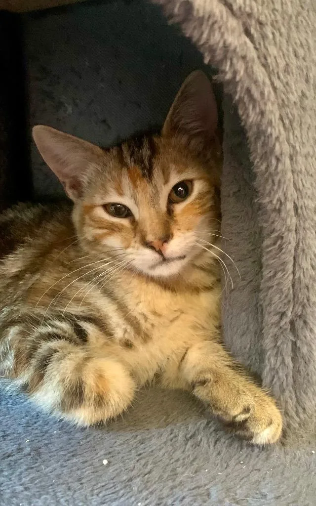 A baby medium-sized female Domestic Medium Hair cat named Rosalie for adoption in San Pedro, CA