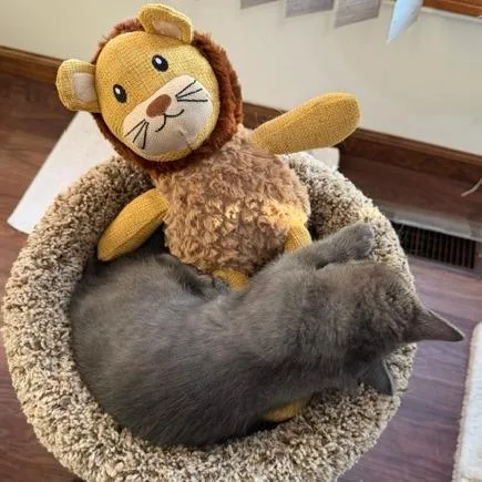 A baby small-sized male Gray / Blue / Silver Domestic Short Hair cat named Basil for adoption in Naperville, IL