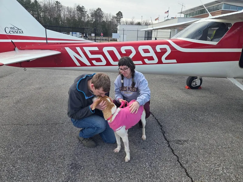 An adult medium-sized female American Foxhound dog named Molly for adoption in Prince Frederick, MD