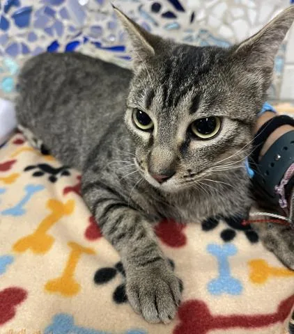 A young medium-sized female Domestic Short Hair cat named Fritter for adoption in Pensacola, FL