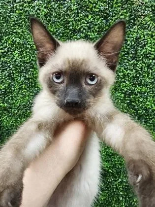 A baby small-sized male Siamese cat named Curly $ @ Petsmart for adoption in Seneca, SC
