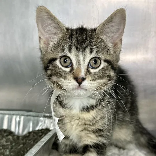 A baby small-sized male Brown / Chocolate Domestic Short Hair cat named Jack for adoption in Matteson, IL