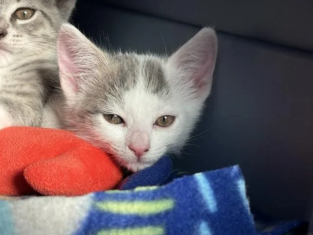 A baby small-sized female Domestic Short Hair cat named Snow for adoption in Rancho Cucamonga, CA