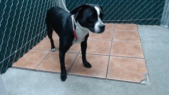 A young medium-sized male Pug dog named John for adoption in Downey, CA
