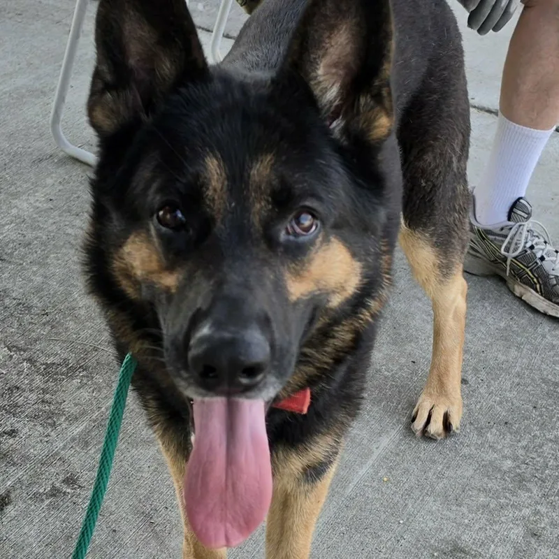 An adult large-sized male Black German Shepherd Dog dog named Pedro Handsome Shepherd for adoption in Meriden, CT