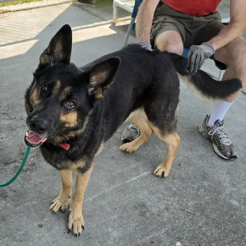 Pedro  Handsome Shepherd thumbnail 2
