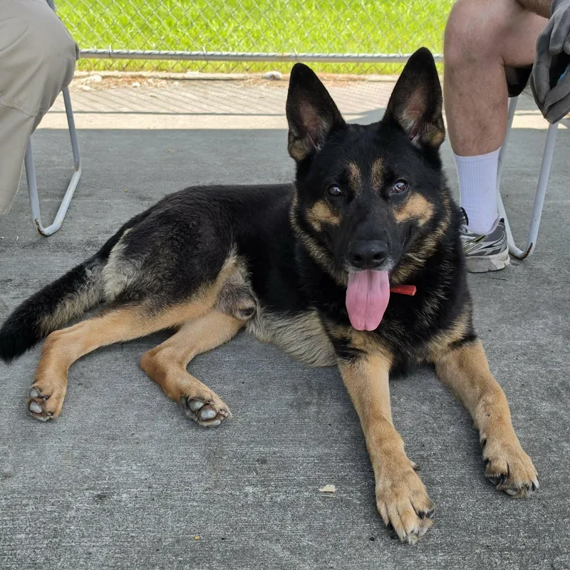 Pedro  Handsome Shepherd thumbnail 3