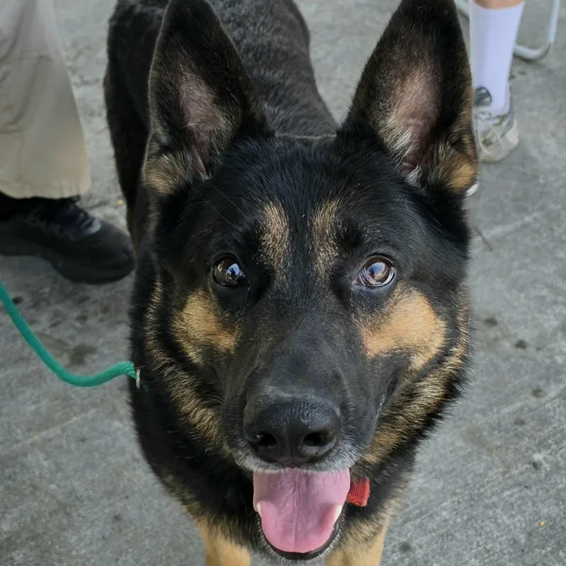 Pedro  Handsome Shepherd thumbnail 4