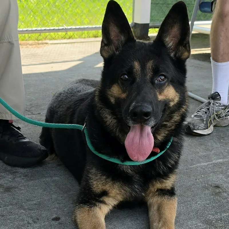 Pedro  Handsome Shepherd thumbnail 5