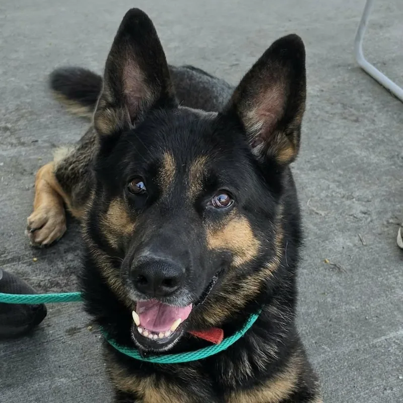 Pedro  Handsome Shepherd thumbnail 6