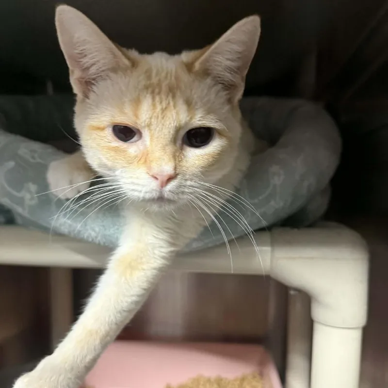 A young medium-sized female Flame Point Domestic Short Hair cat named Vanilla for adoption in Hamilton, GA