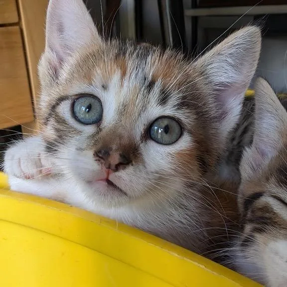 A baby small-sized female Calico American Shorthair cat named Ms. Purple for adoption in Freeport, FL