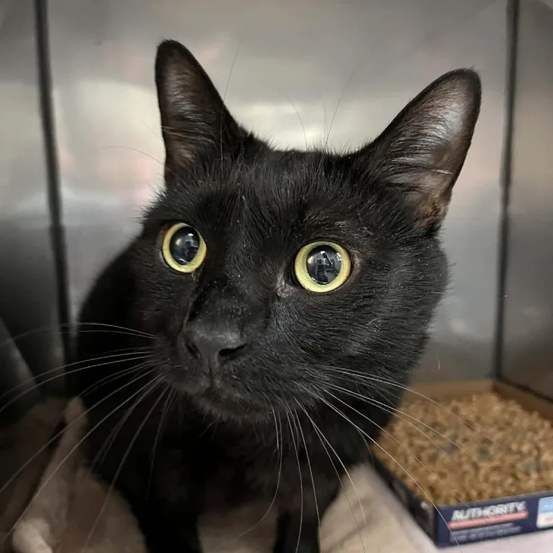 An adult extra large-sized male Black Domestic Short Hair cat named Fire for adoption in Lyndhurst, VA